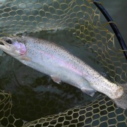 大安トラウトレイク 釣果